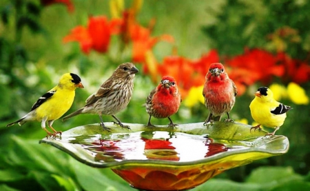 Hangin' Out - nature, birdbath, forest, water, flowers, birds