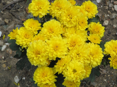 Yellow Splash - Yellow, Flowers, Blooms, Plants, Flora, Floral