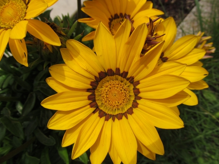 Yellow Star - floral, yellow, flora, petals, blooms, plants