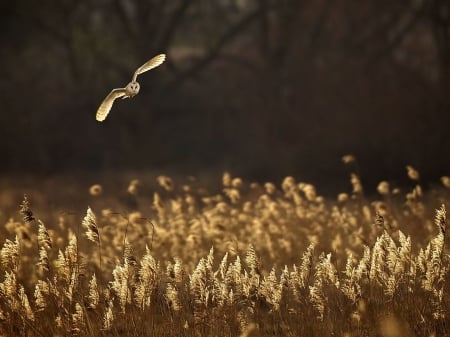 Owl flight reeds - birds, HD, grass, fall, nature, autumn, flight, predatory birds, field, ow, animals, wildlife, wild, wallpaper