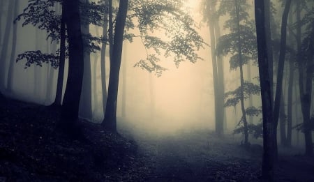 â€¢Fogâ€¢ - autumn, wallpaper, mist, nature, hd, fall, forest, cold, fog, tree