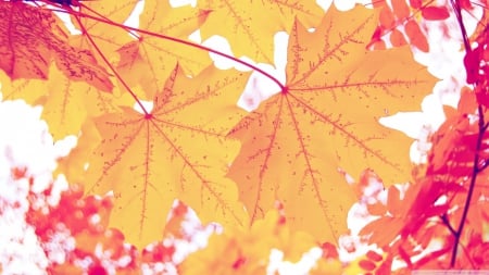 Yellow leaves - fall, wallpaper, leaves, abstract, hd, photography, leaf, colours, nature, autumn