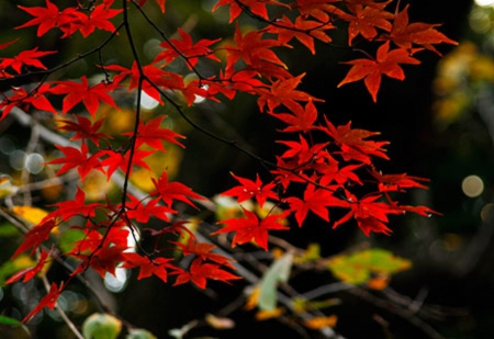 Autumn leaves - toamna, culori, picteaza, natura