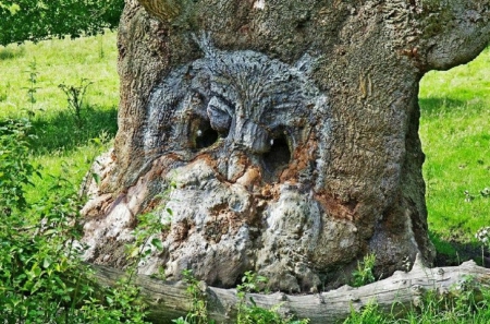 owl tree - photography, tree, owl, nature