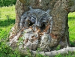 owl tree