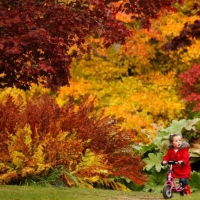 Child in autumn park