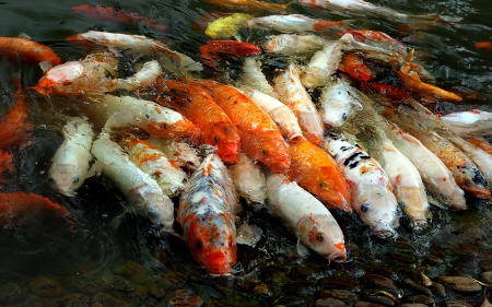 Koi fish - fish, koi, water, swim