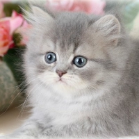 Cute Persian Kitten