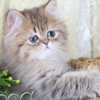 Persian kitten in a basket