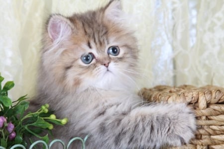 Persian kitten in a basket - basket, cats, animals, kitten