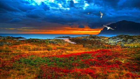 Brilliant Sunset - birds, blue, beach, sea, ocean, seagulls, flowers, shore, sunset, bright, sea grass, sky, bay