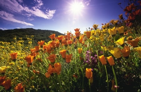 Field of flowers - nice, rays, sky, carpet, sunshine, sunlight, sun, field, meadow, lovely, nature, glow, pretty, beautiful, flowers, grass