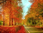 AUTUMN ROAD