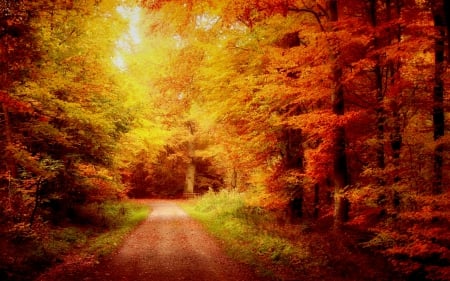 AUTUMN ROAD - road, tunnel, forest, autumn