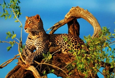 Watchguard - wildlife, nature, leopard, predator, tree, watching