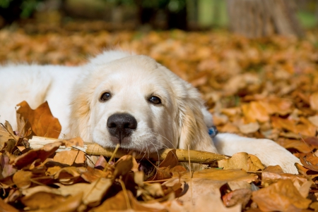 I feel goodâ™¥ - white, animals, dogs, cute, golden, leaves, autumn