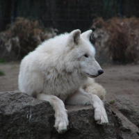 White Wolf