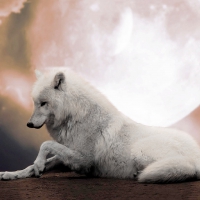 white wolf