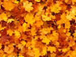 Maple Leaves Background!