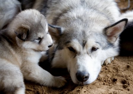 Mom and puppy - puppy, dog, image, color, wallpaper, new, expression