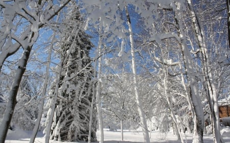 Snowscapes - scenic snow scene, snowy forest, snowscapes, snow scene