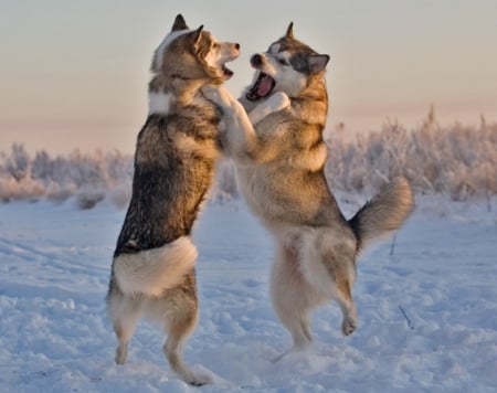 Fighting or play ? - dogs, image, expression, color, new, wallpaper