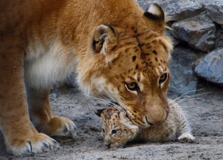 Auch, it hurt, momy - image, expression, color, tiger, new, wallpaper