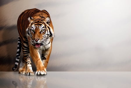 The magnificent tiger for Carl - image, wallpaper, color, tiger, expression, new