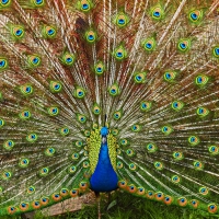 Peacock in full Plumage