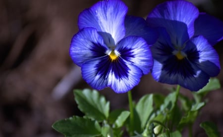 *** Blue pansies *** - flowers, nature, blue, flower, pansies