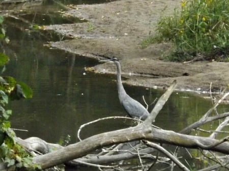 Blue heron - large, bird, water, blue, blue heron