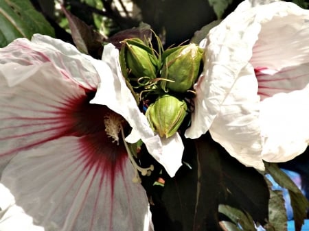 hibiscus - flowers, buds, hibiscus, petals, leaves