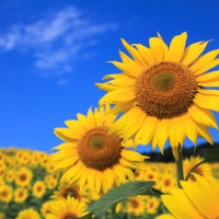 *** Sunflowers ***