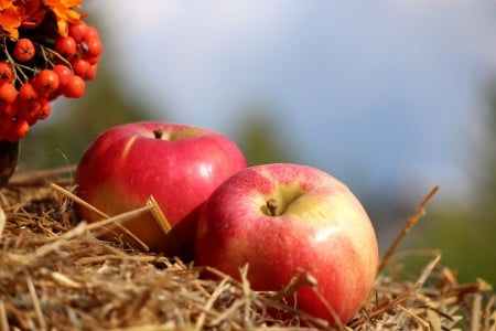 *** Apples *** - fresh, fruits, apples, nature