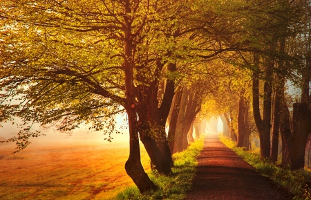 * The road between autumn trees * - roud, trees, nature, autumn