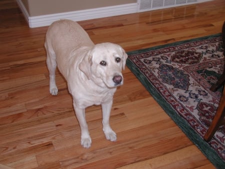 SCOUT SEPPI - Dog, Yellow Lab, Scout Seppi, Mom