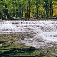 Fall Brook, Salt Springs State Park, Pennsylvania