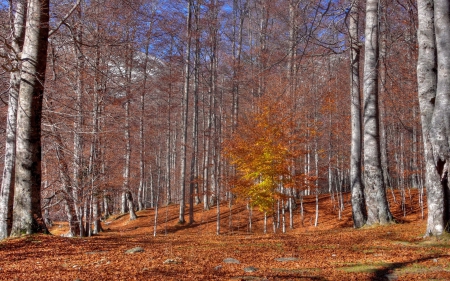 *** Autumn in birch forest *** - forest, birch, trees, nature, autumn