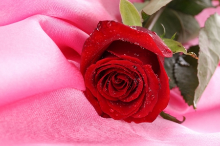 *** Red rose *** - red, flower, rose, flowers, nature