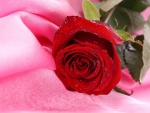 *** Red rose ***