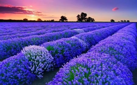 Flower fields - flowers, fields, nature, blue