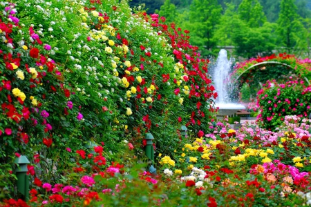 Garden flowers - greenery, roses, trees, fountain, summer, beautiful, bushes, beauty, lovely, petals, leaves, flowers, nature, garden, nice, park