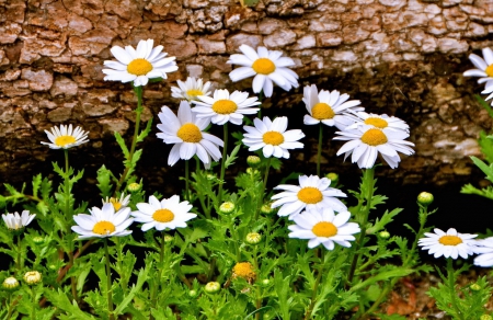 Pretty flowers - pretty, delicate, beautiful, grass, lovely, harmony, flowers, daisies, camomile, nature, garden, nice