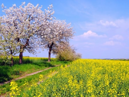 Natures fields - sky, tree, fields, nature