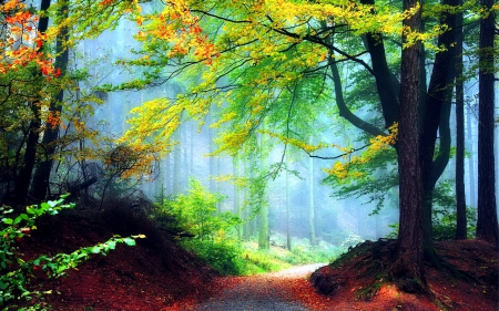 Autumn forest - falling, sunny, forest, leaves, fall, path, colorful, nature, rays, autumn, mist, pathway, foliage, woods