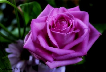 SILKY  ROSE - nature, blossom, closeup, rose