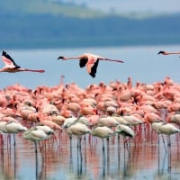 Lake Nakuru National Park, Kenya Africa