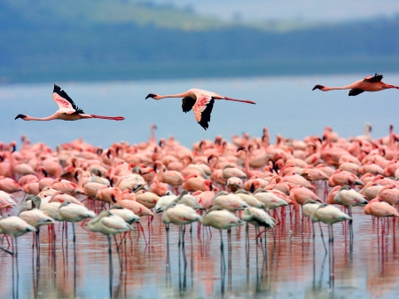 Lake Nakuru National Park, Kenya Africa - lake, nakuru, animals, water, park, flamingos, kenya, africa, national, nature, reflection, pink, birds