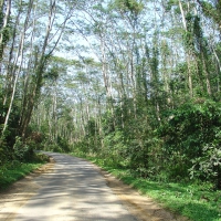 Lawachara National Park, Bangladesh