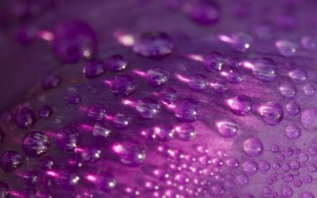 Water drops - flower, purple, pink, water drops, macro, nature, petal